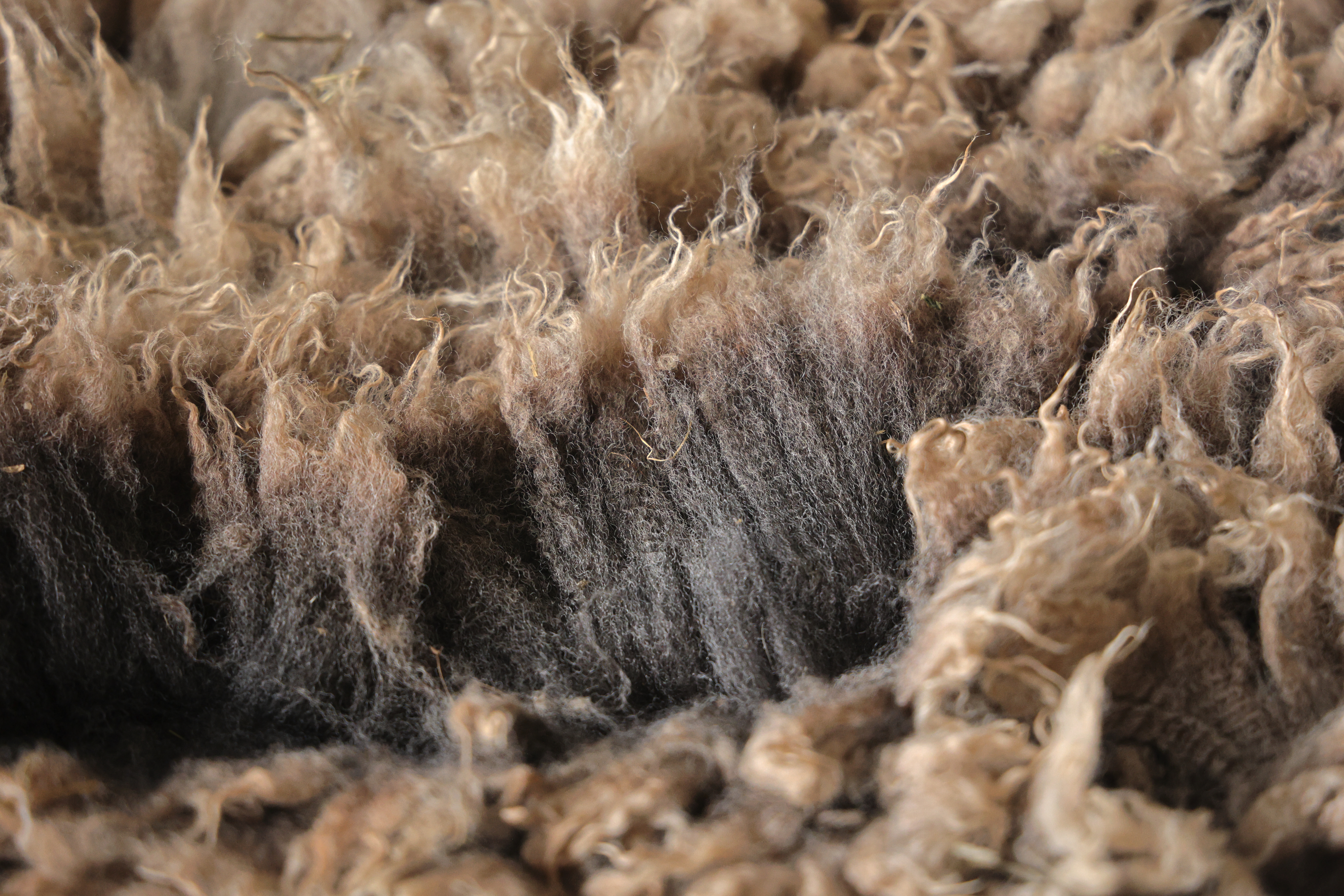 Image of Alderian's wool fleece with link to this listing on our Etsy site