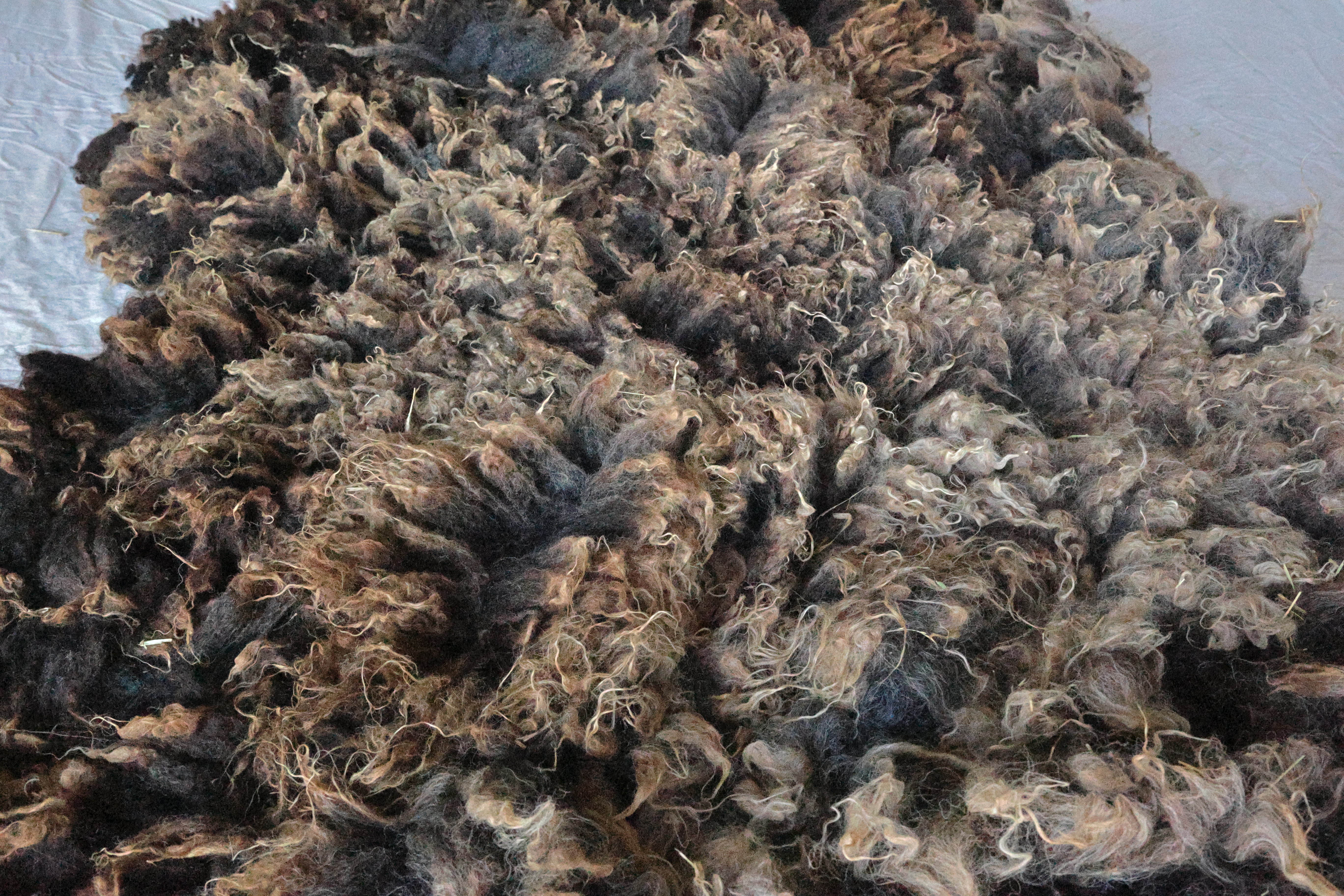 Image of Treasure's wool fleece with link to this listing on our Etsy site