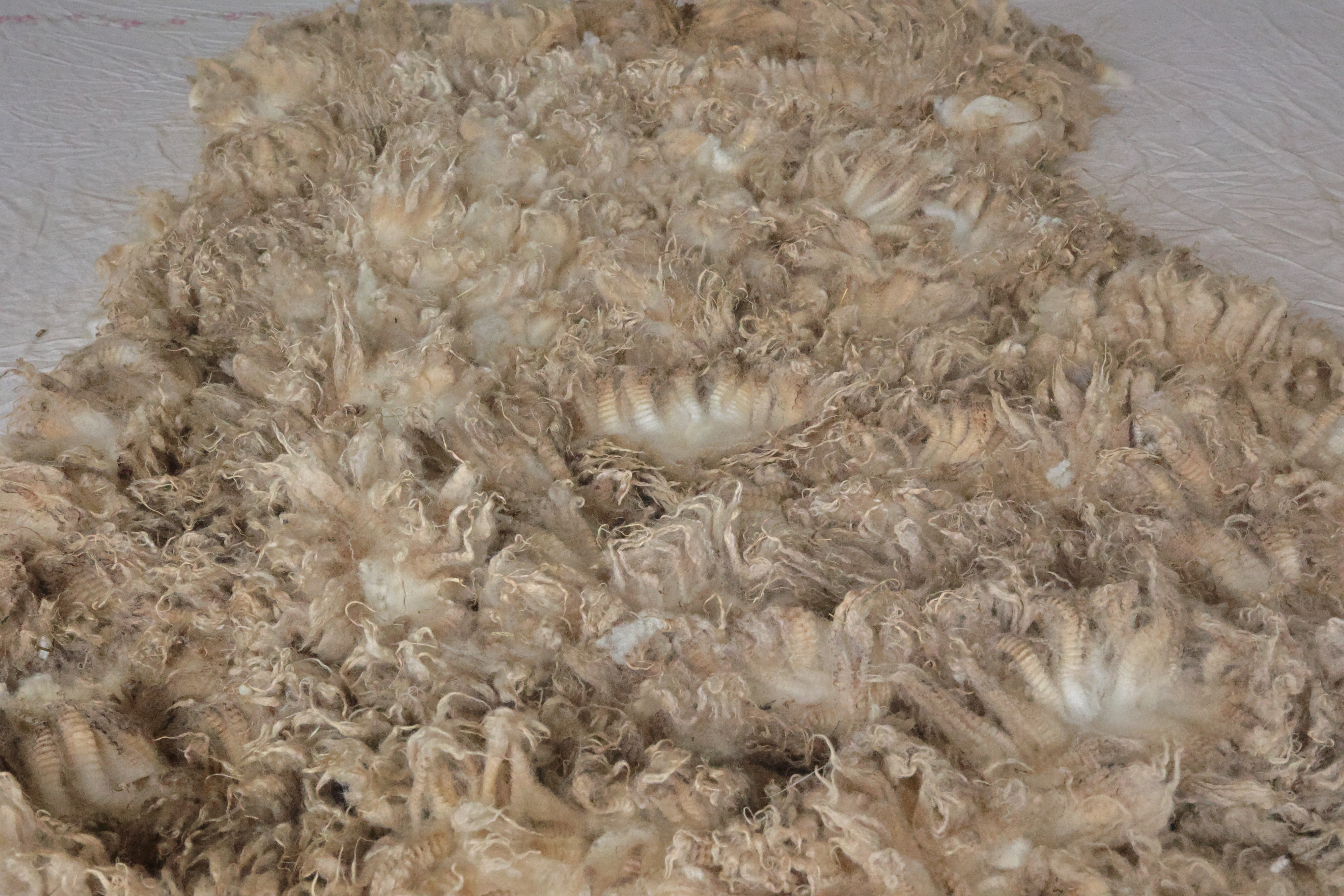 Image of Kiara's wool fleece with link to this listing on our Etsy site