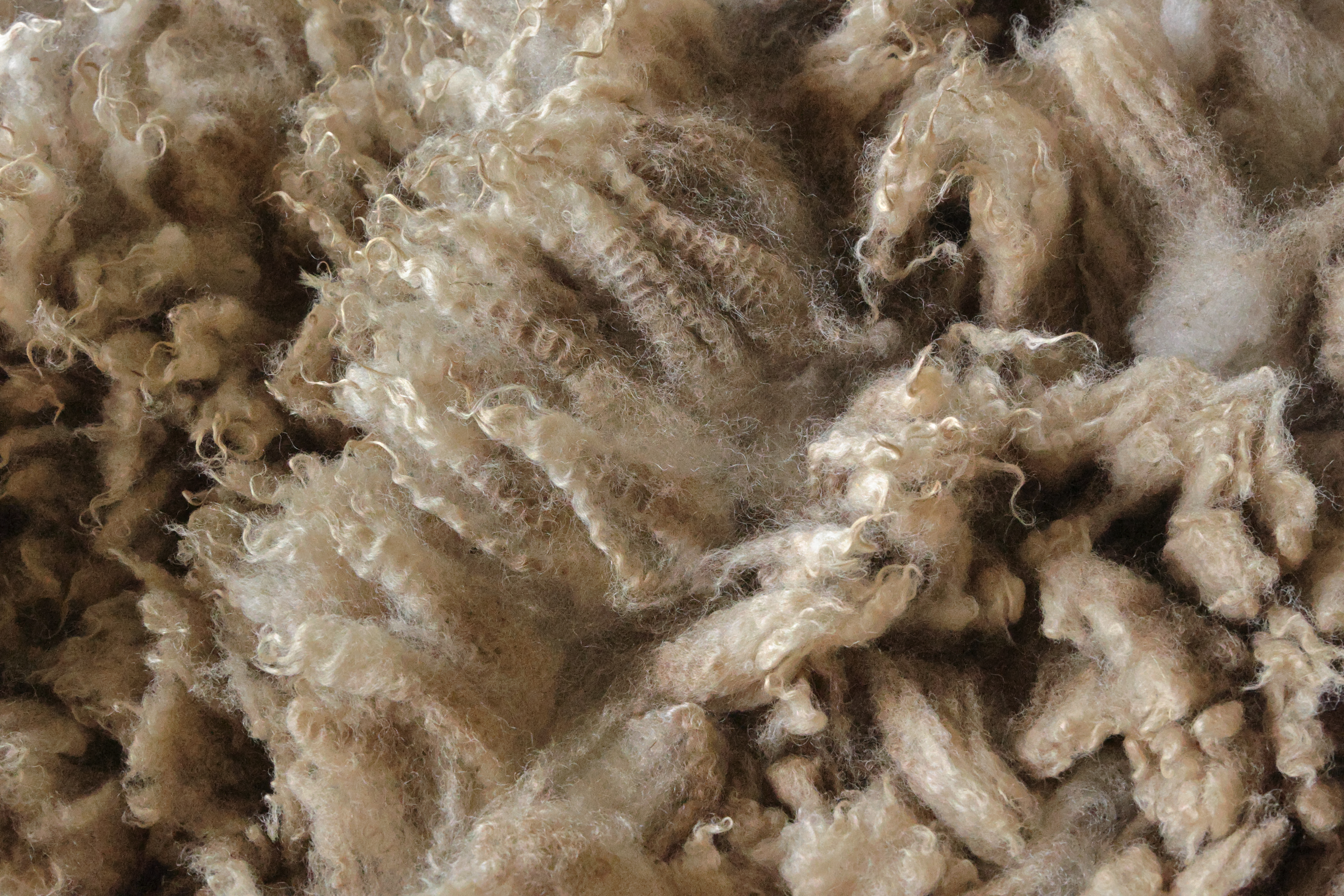 Image of Belle's wool fleece with link to this listing on our Etsy site