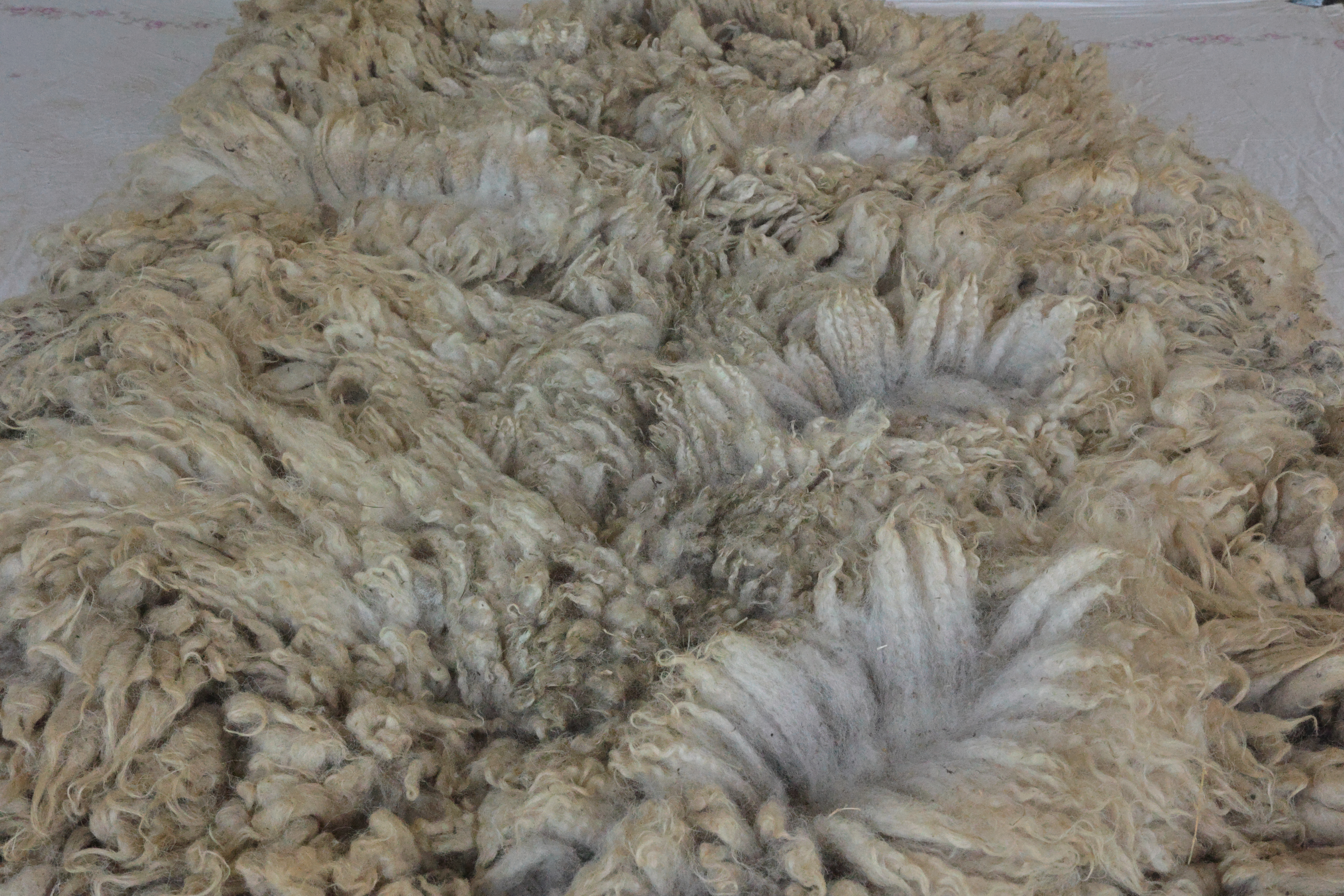 Image of Gimil's wool fleece with link to this listing on our Etsy site